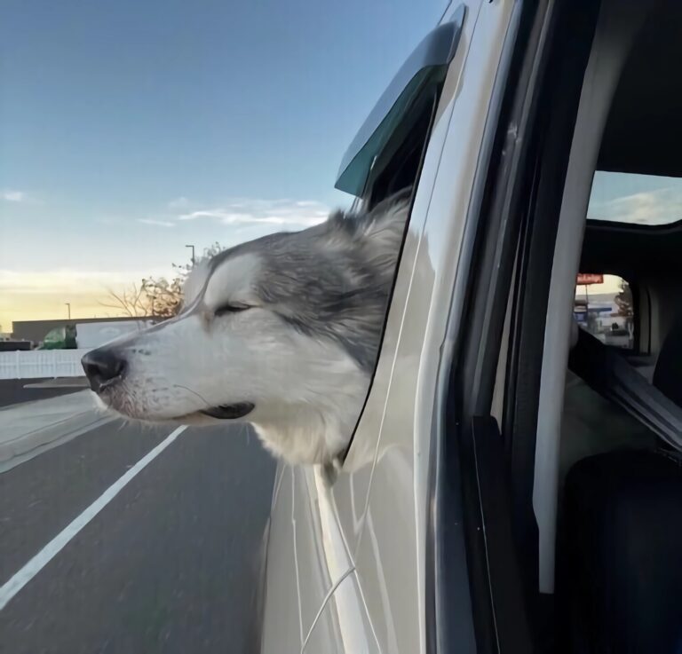 Enhancing Your Honda Element Experience with the Dog E Window